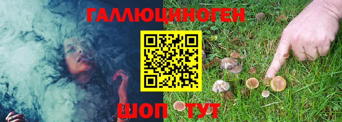 Галлюциногенные грибы Psilocybe Новочеркасск